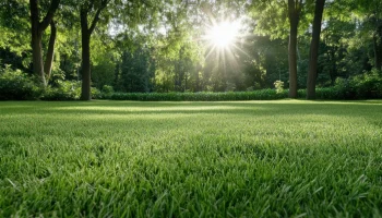 Lawn Maintenance 9